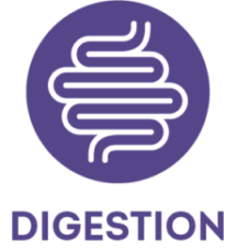 digestion